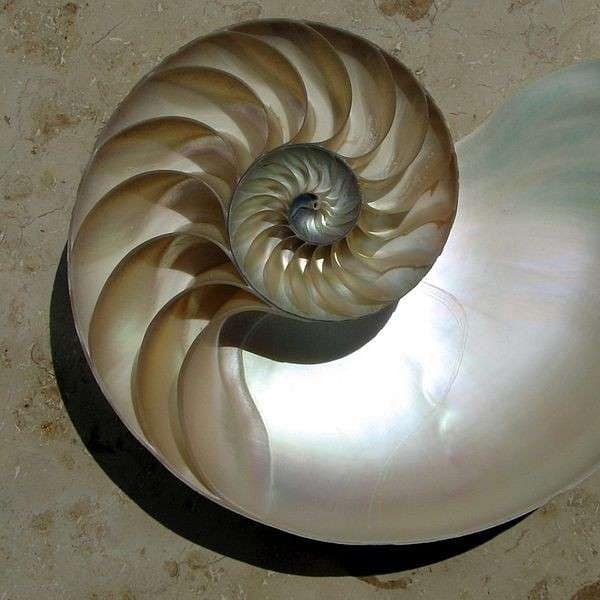 Nautilus shell cut in half, exposing inner chambers in a logarithmic spiral.